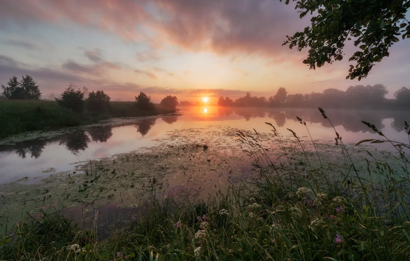 Photo wallpaper grass, trees, landscape, nature, fog, river, dawn, shore