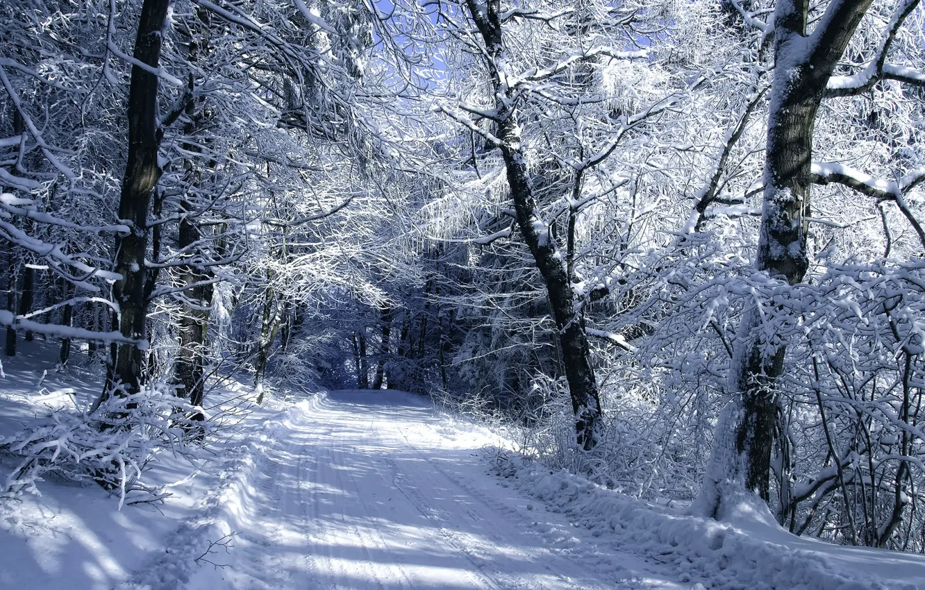 Photo wallpaper winter, forest, snow, trees, Nature, frost, track, forest