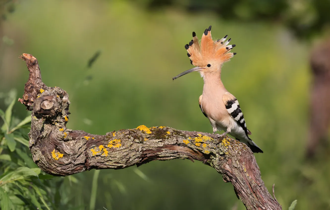 Photo wallpaper branches, bird, hoopoe
