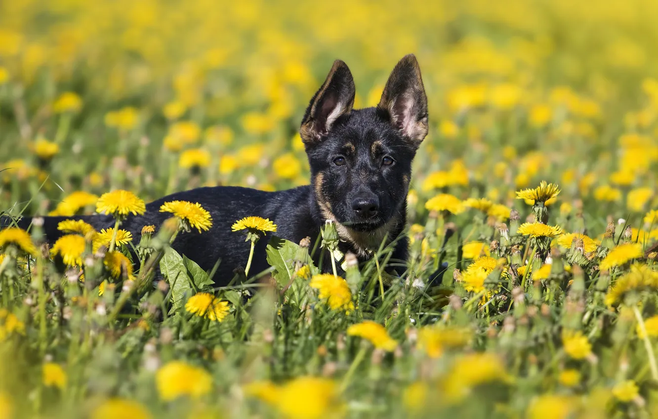 Photo wallpaper flowers, dog, puppy, dandelions, clearing