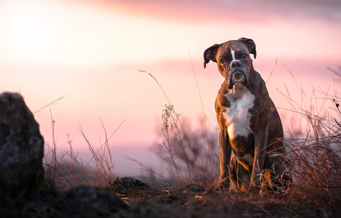 Photo wallpaper background, each, dog