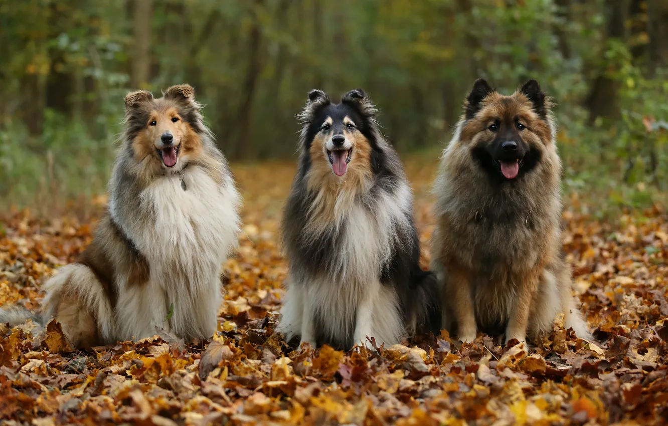 Photo wallpaper autumn, language, trees, Park, each, foliage, dog, trio