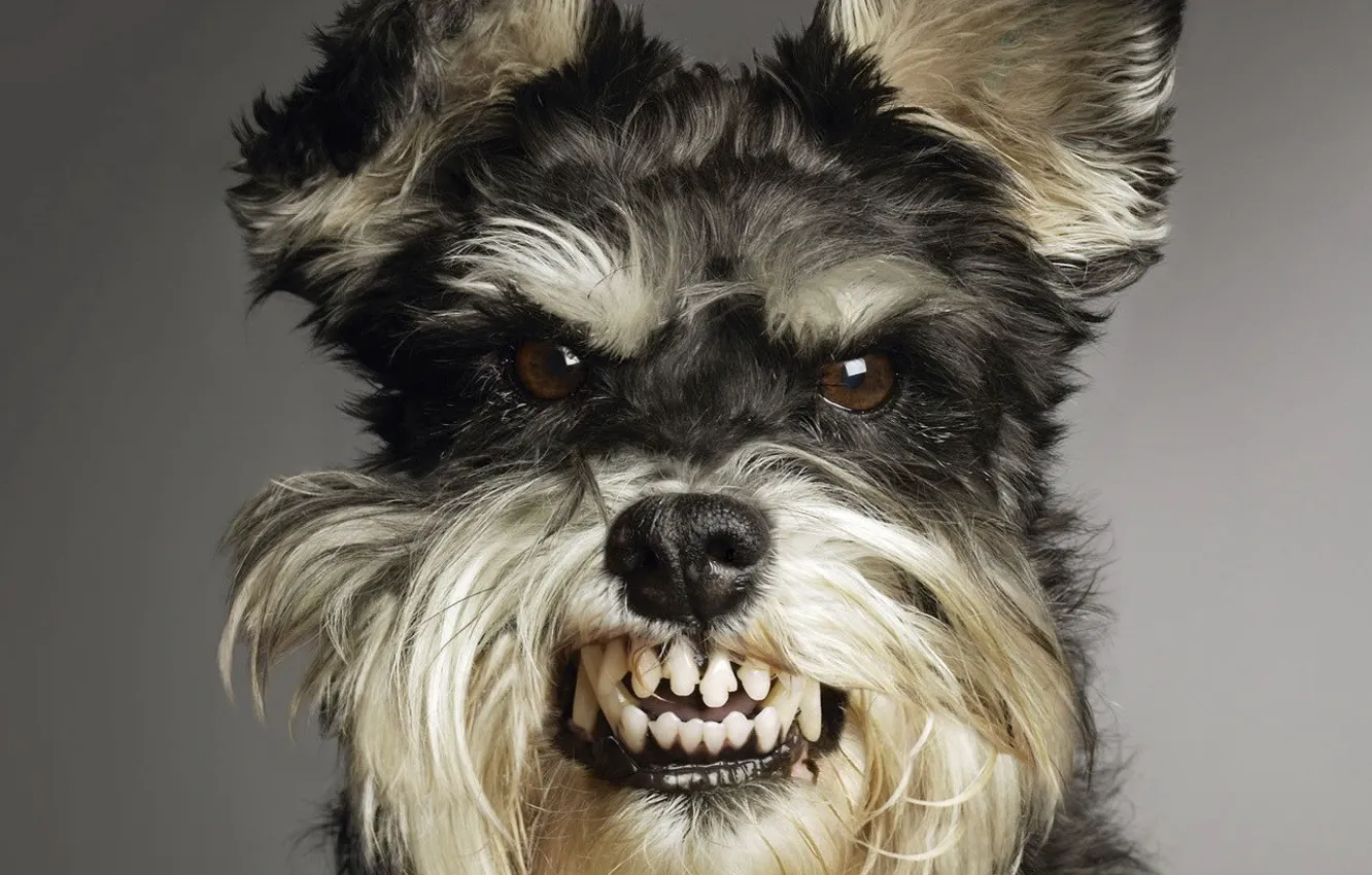 Photo wallpaper dogs, animal, anger