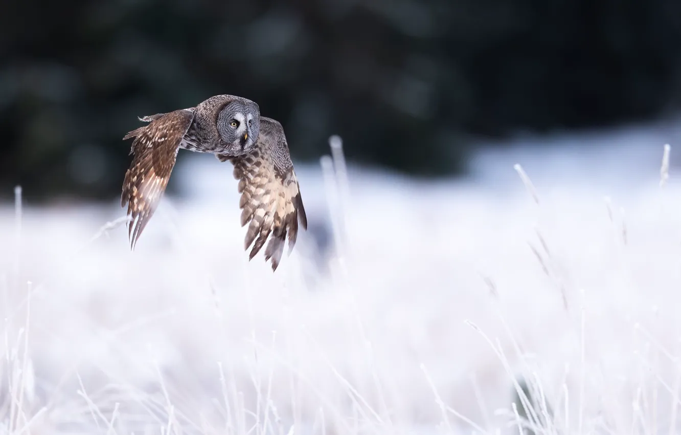 Photo wallpaper winter, frost, field, snow, flight, nature, owl, bird