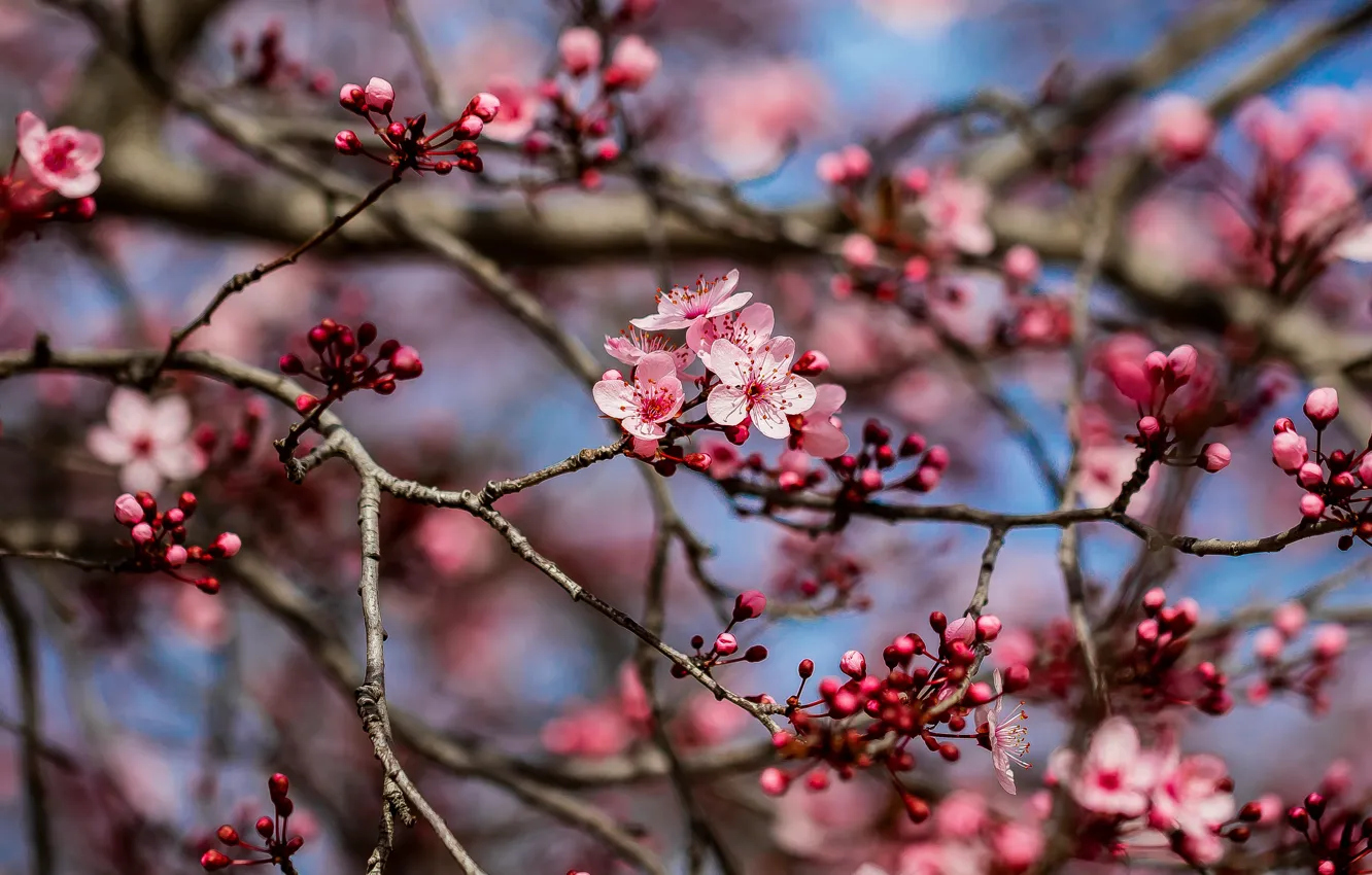 Photo wallpaper branches, cherry, spring, flowering, flowers, cherry blossoms, buds