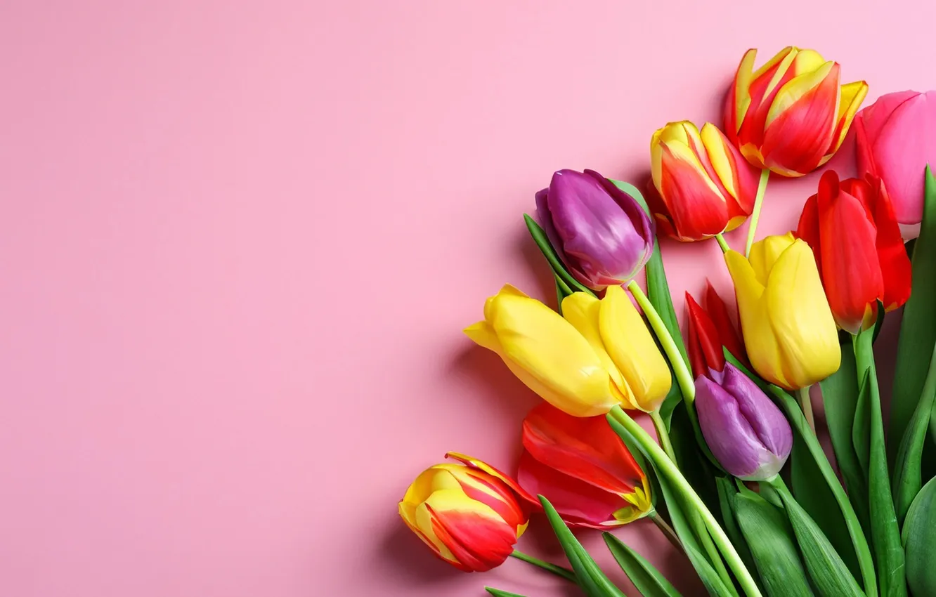 Photo wallpaper flowers, bouquet, colorful, tulips, flowers, tulips, spring, bouquet