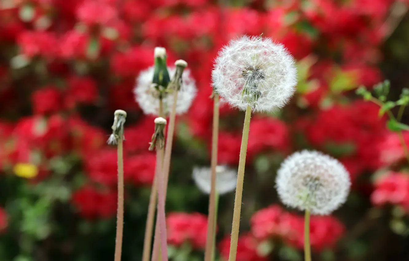 Photo wallpaper summer, flowers, red, dandelion, blur, garden, stem, white