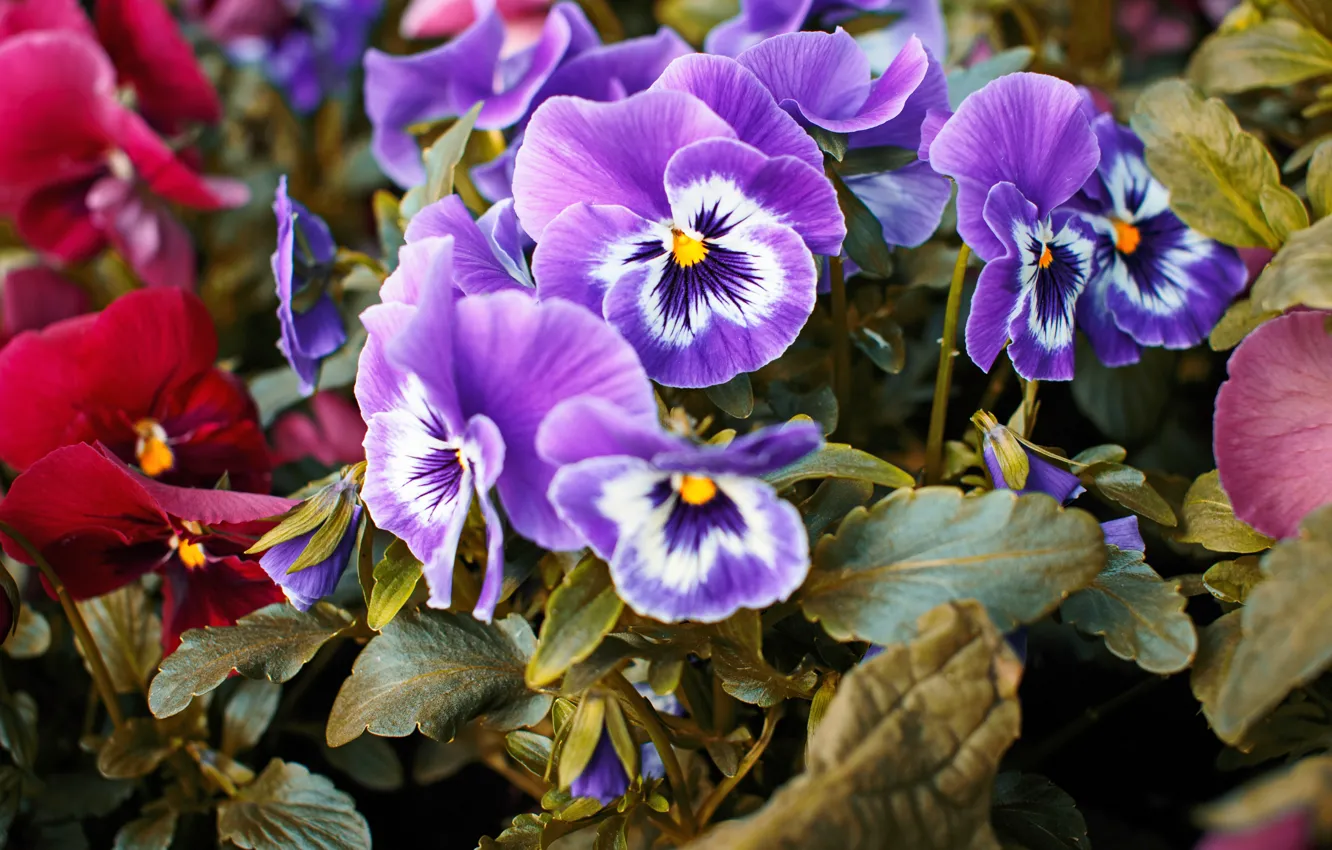 Photo wallpaper purple, flowers, Pansy, lilac, viola