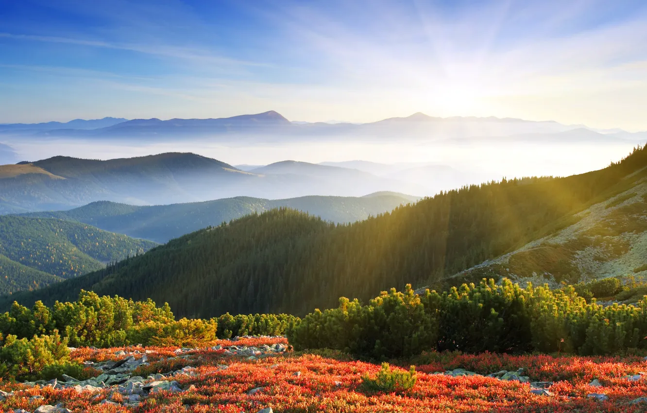 Photo wallpaper forest, the sun, rays, mountains, nature, fog, dawn, morning