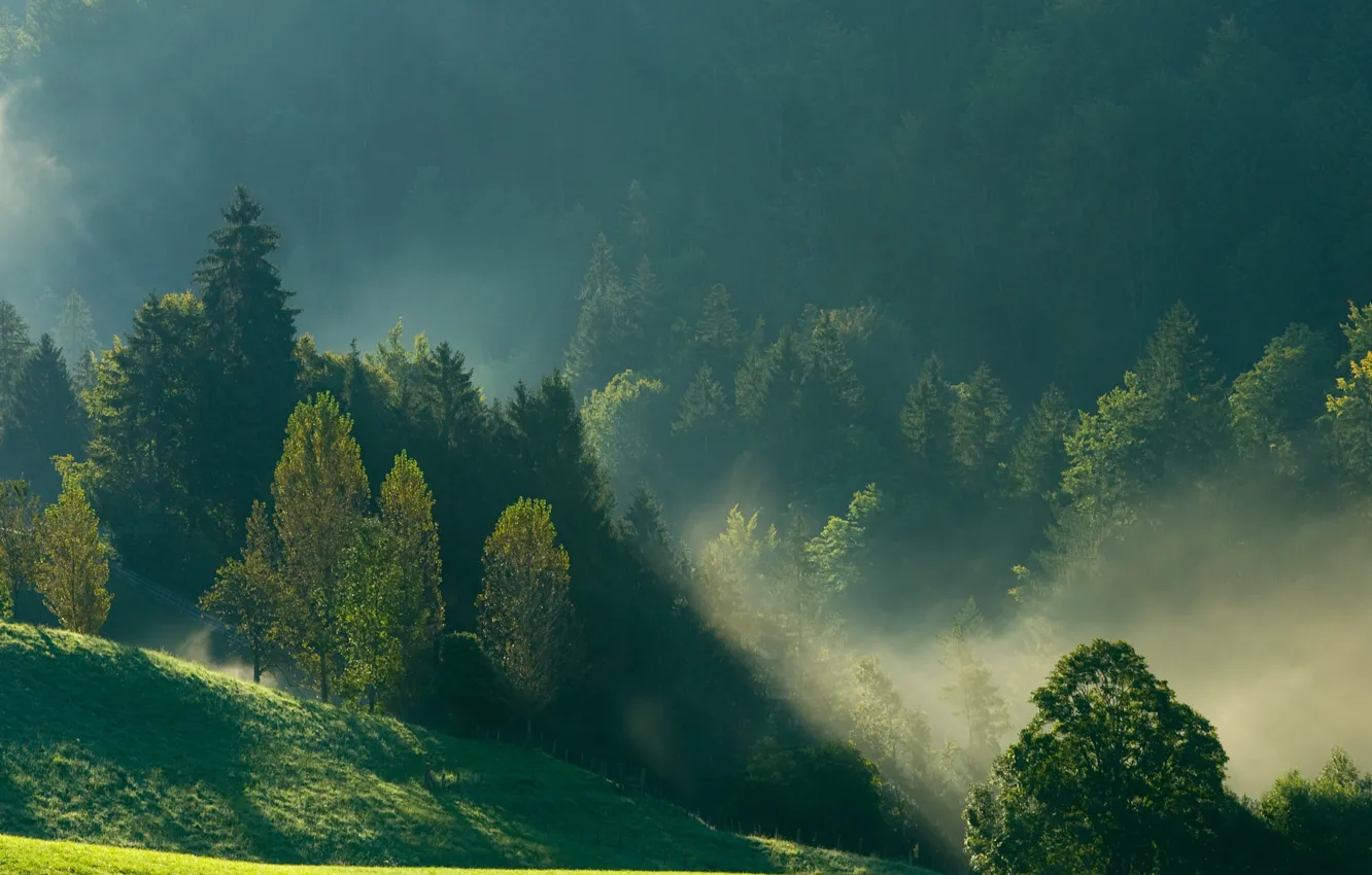 Photo wallpaper forest, mountains, nature, fog, morning
