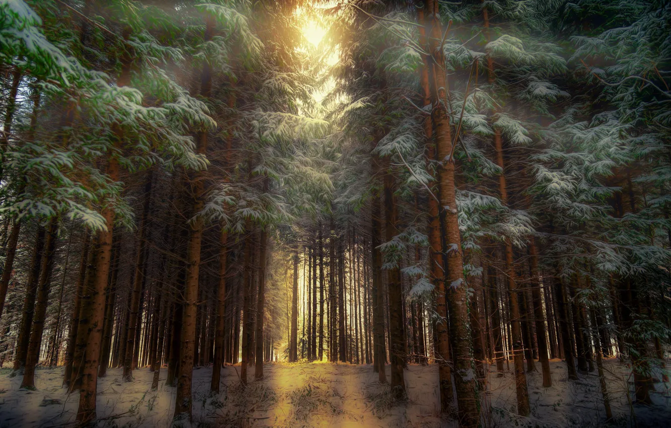 Photo wallpaper winter, forest, nature