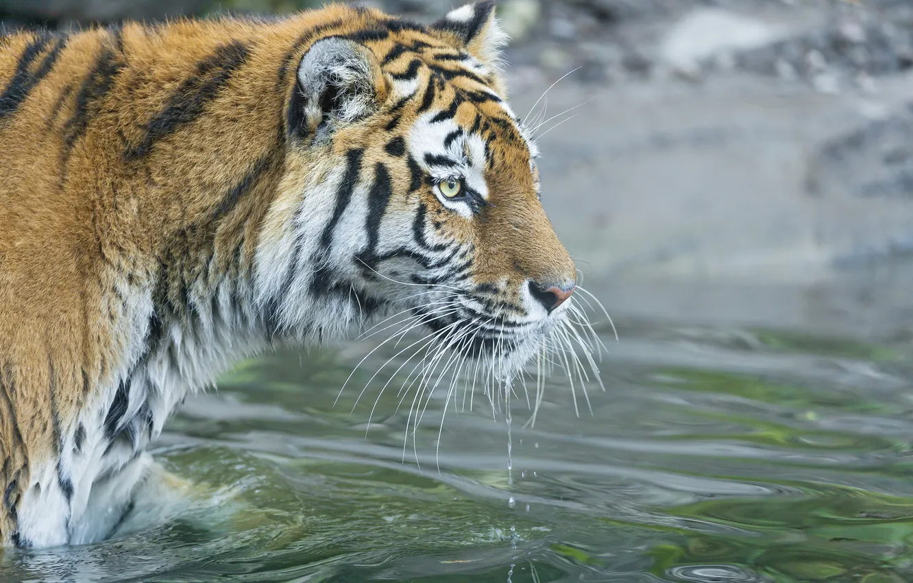 Photo wallpaper cat, water, tiger, bathing, the Amur tiger