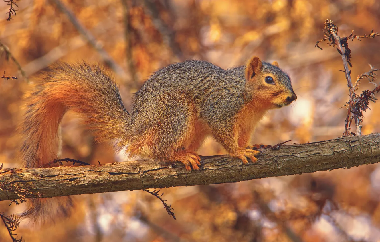 Photo wallpaper branches, protein, tail