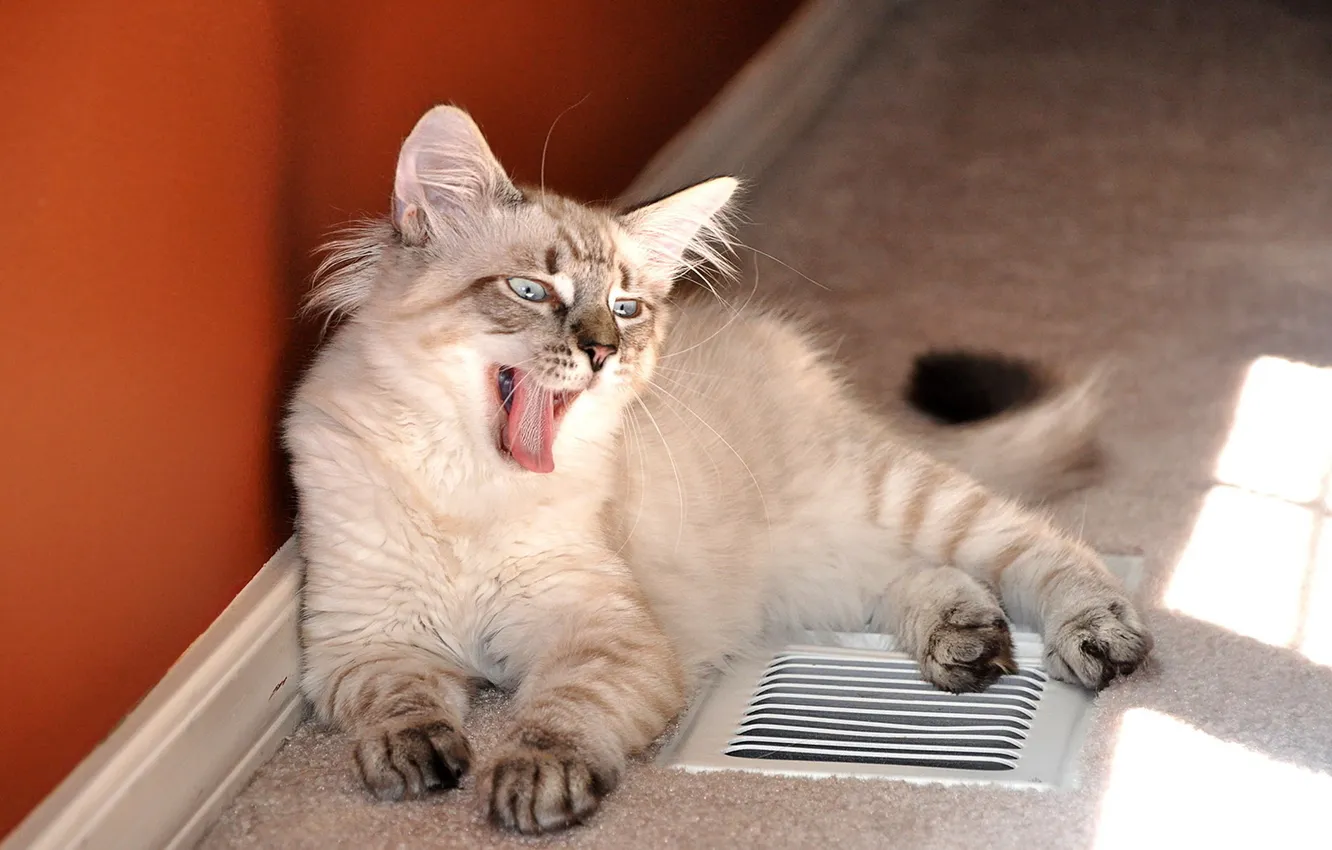 Photo wallpaper cat, stay, pussy