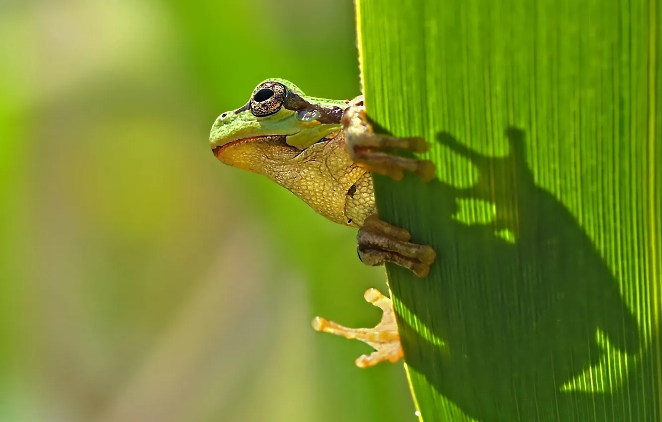 Photo wallpaper sheet, shadow, Frog