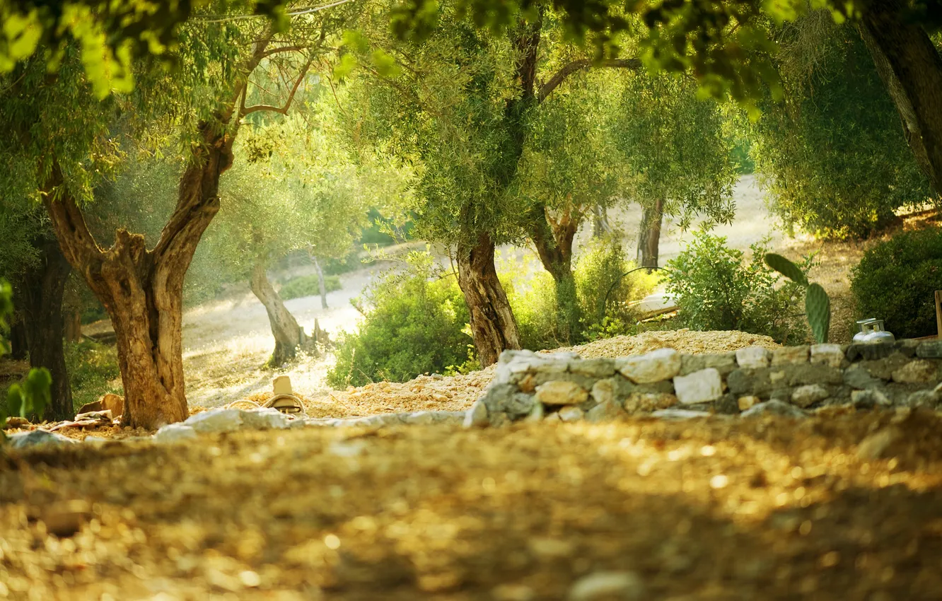 Photo wallpaper trees, nature, cactus, trees, cactus, the nature