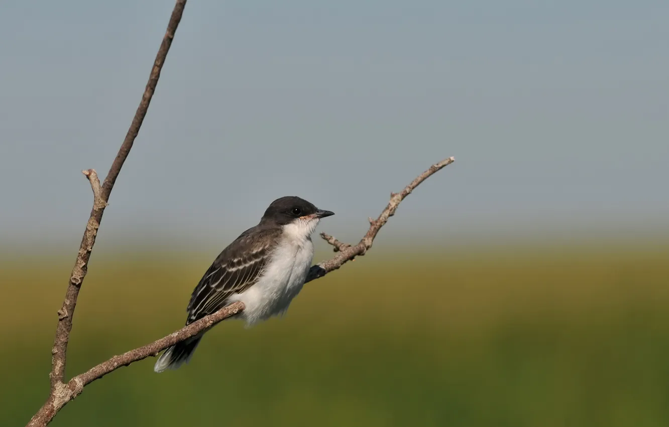 Photo wallpaper branches, bird, focus, blur