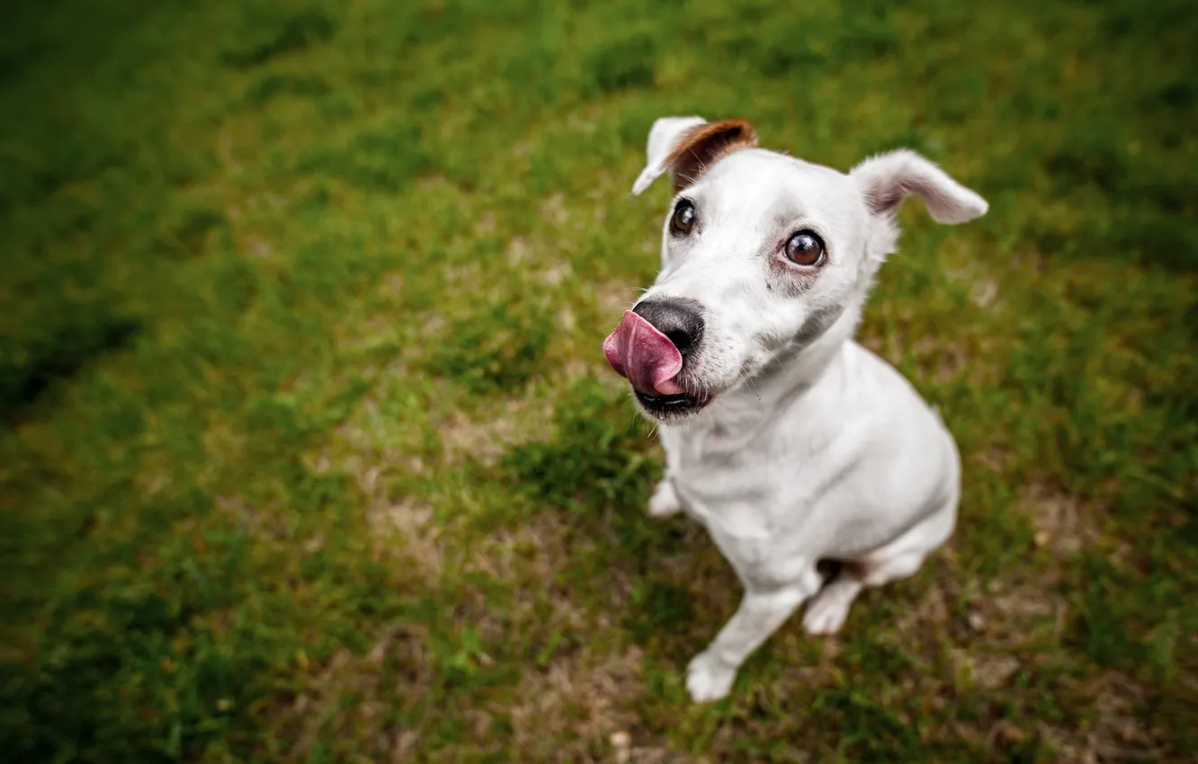 Photo wallpaper language, grass, nature, dog