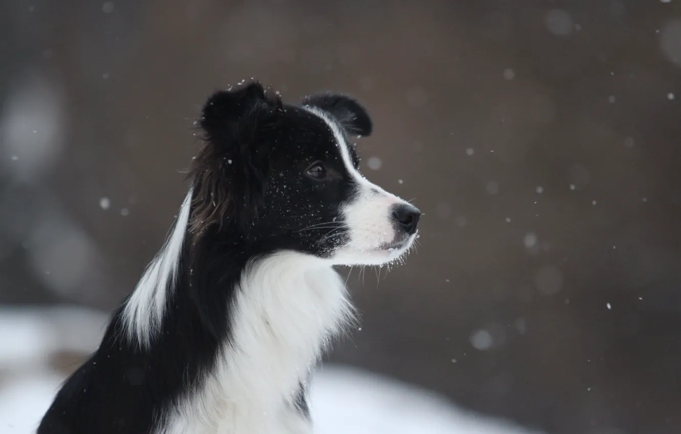 Photo wallpaper winter, snow, Border Collie, Flies, Border collie