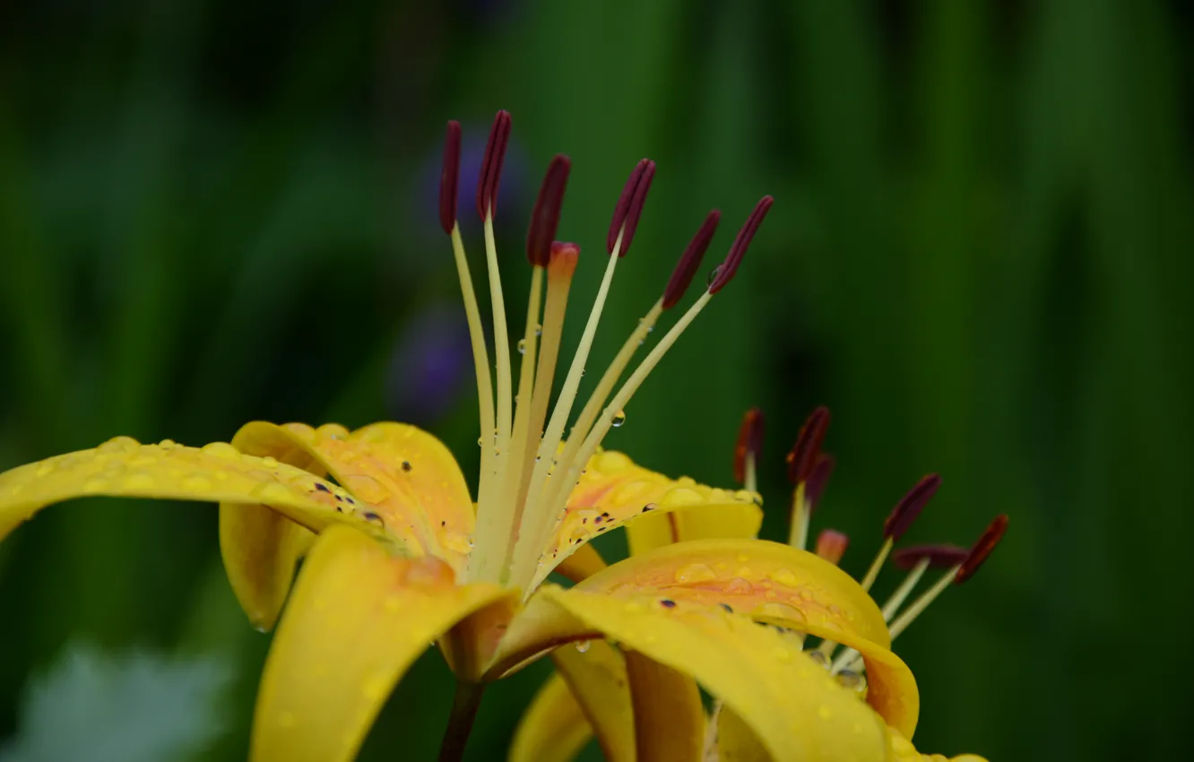 Photo wallpaper summer, flowers, yellow, Lily, flowering