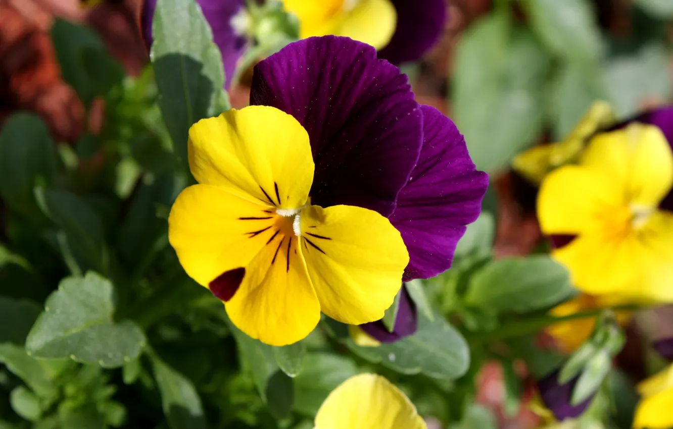 Photo wallpaper flower, flower, macro, tricolor, viola, pansy