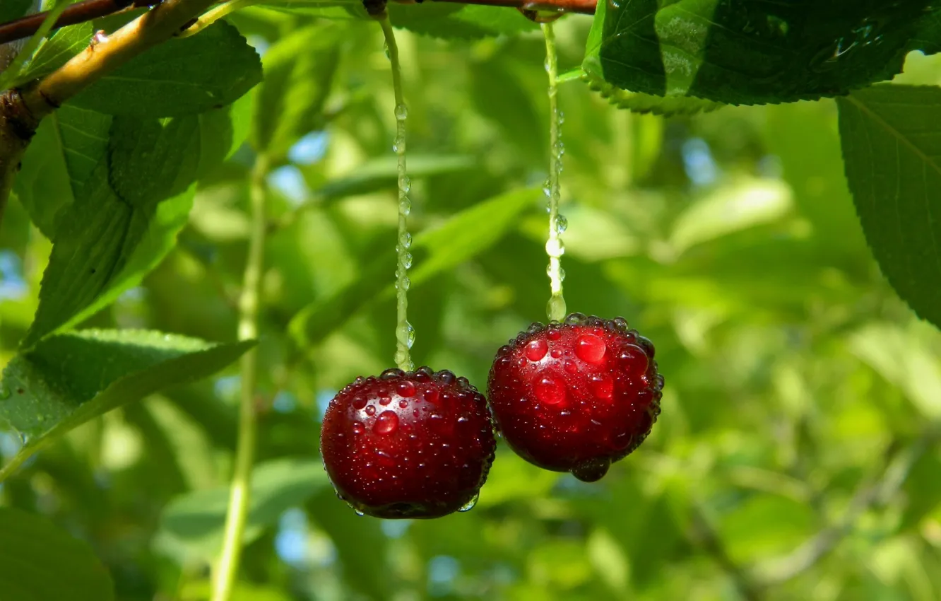 Photo wallpaper trees, cherry, berries