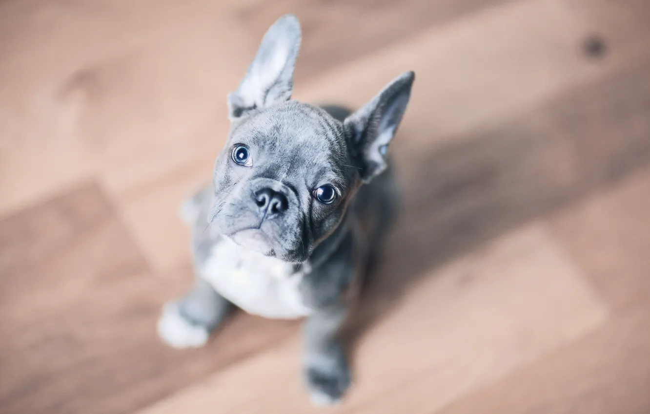 Photo wallpaper look, background, dog, puppy, face, doggie, French bulldog