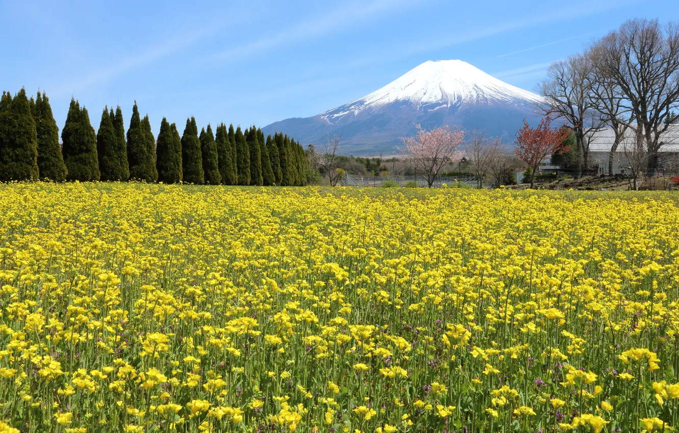 Photo wallpaper forest, snow, trees, flowers, mountains, tops, spring, the volcano