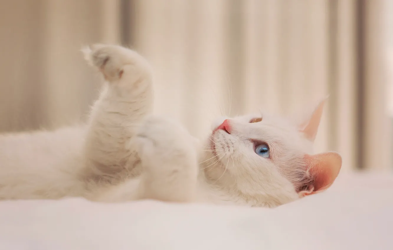 Photo wallpaper cat, white, cat, look, pose, comfort, background, sweetheart