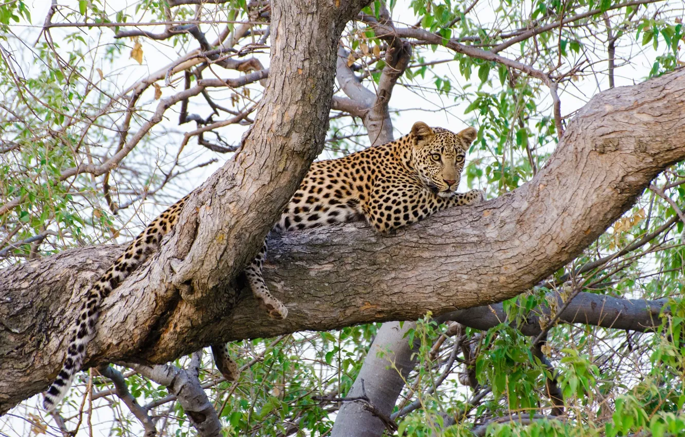 Photo wallpaper stay, predator, leopard, lies, wild cat, on the tree, observation