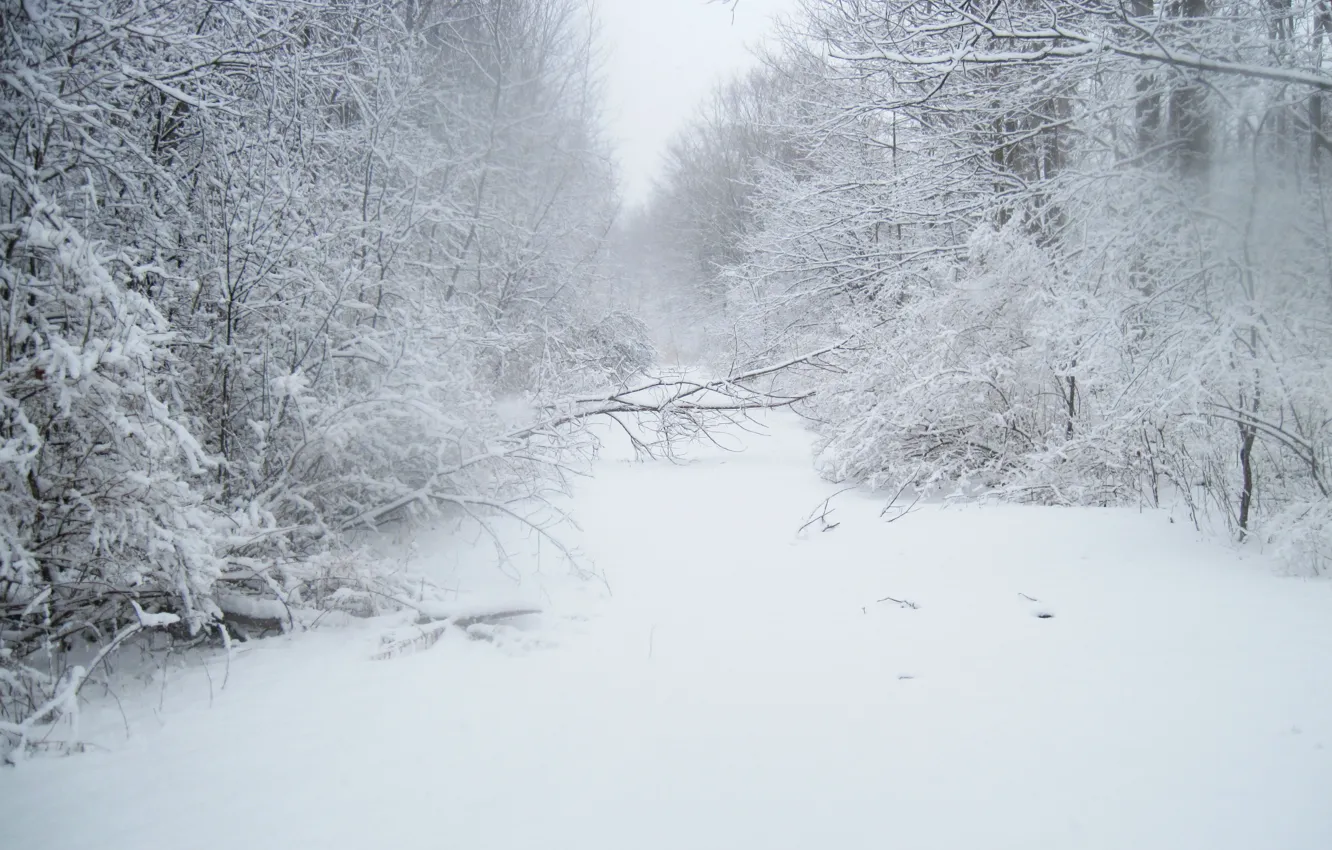Photo wallpaper winter, forest, snow, trees, frost, track, forest, trees