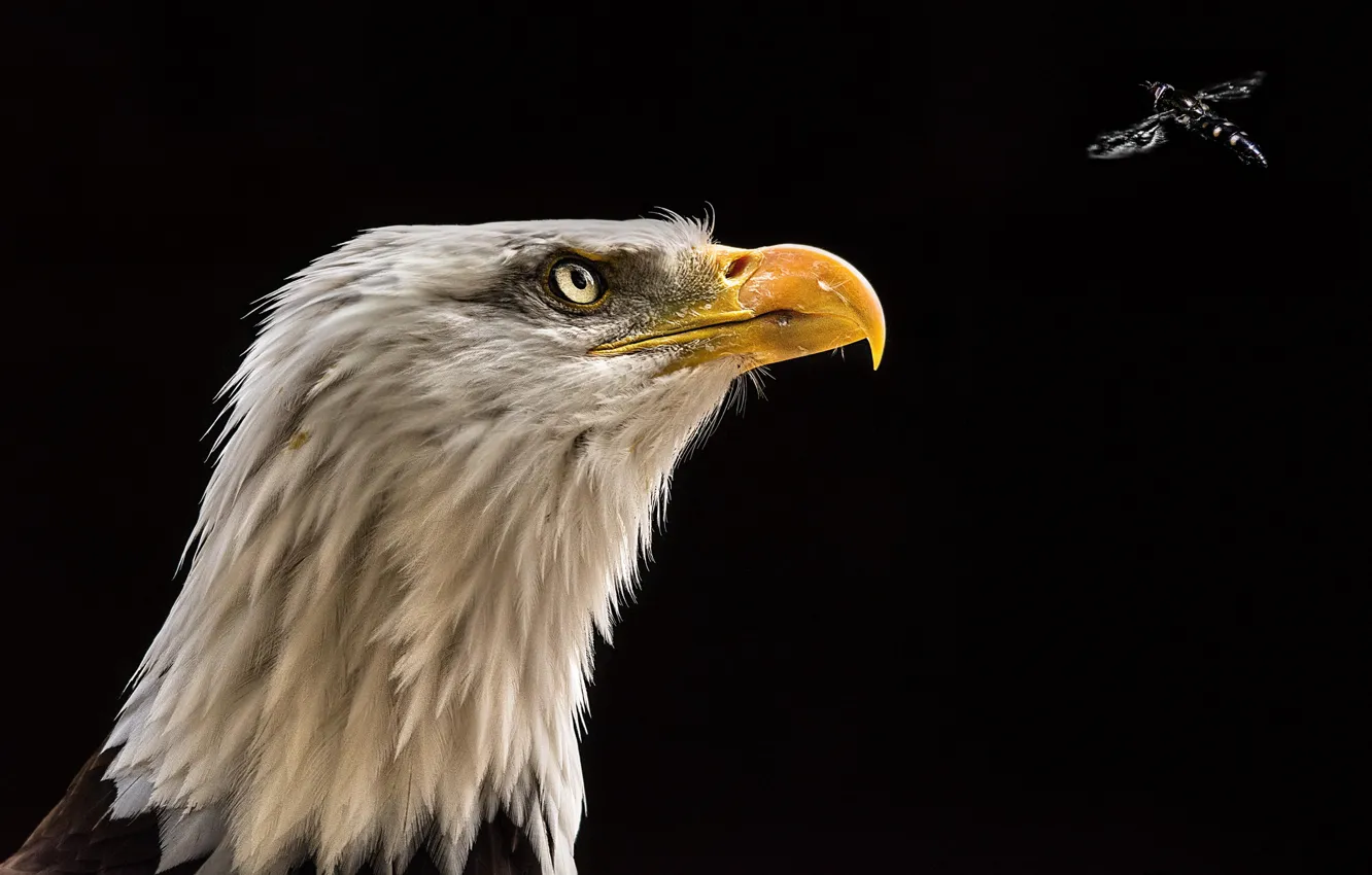 Photo wallpaper eagle, Orlan, Midge