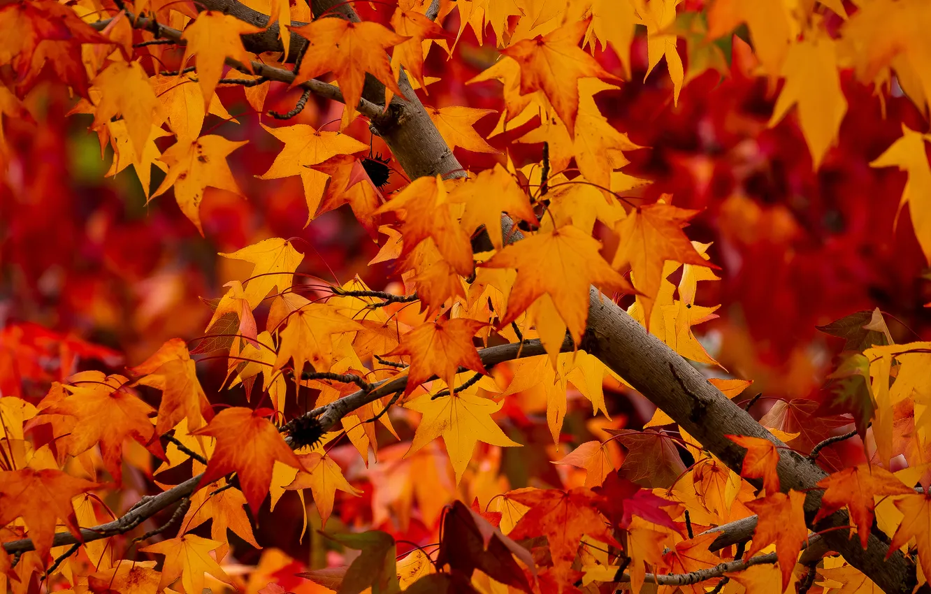 Photo wallpaper autumn, leaves, branches