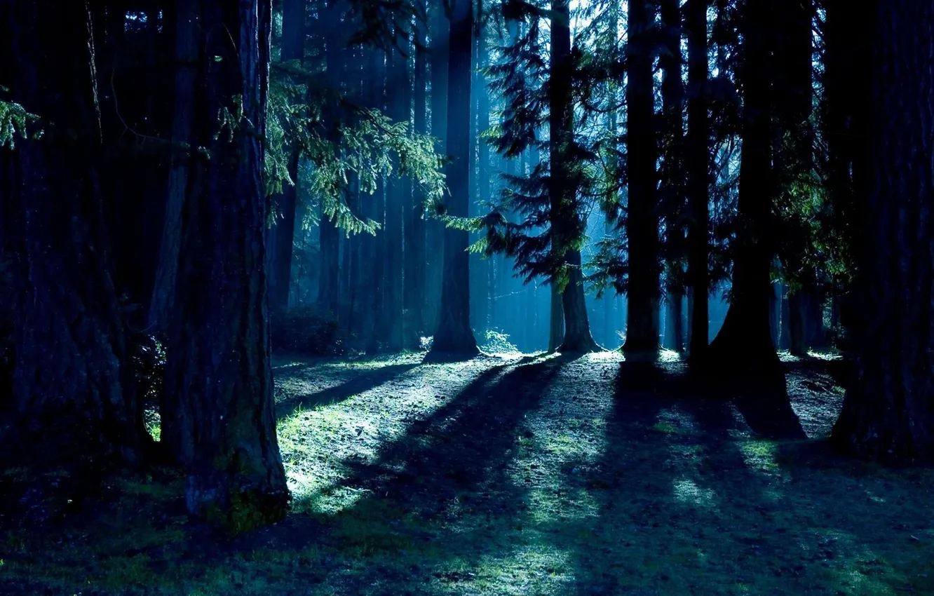 Photo wallpaper forest, trees, night, nature, moonlight, forest, trees, nature