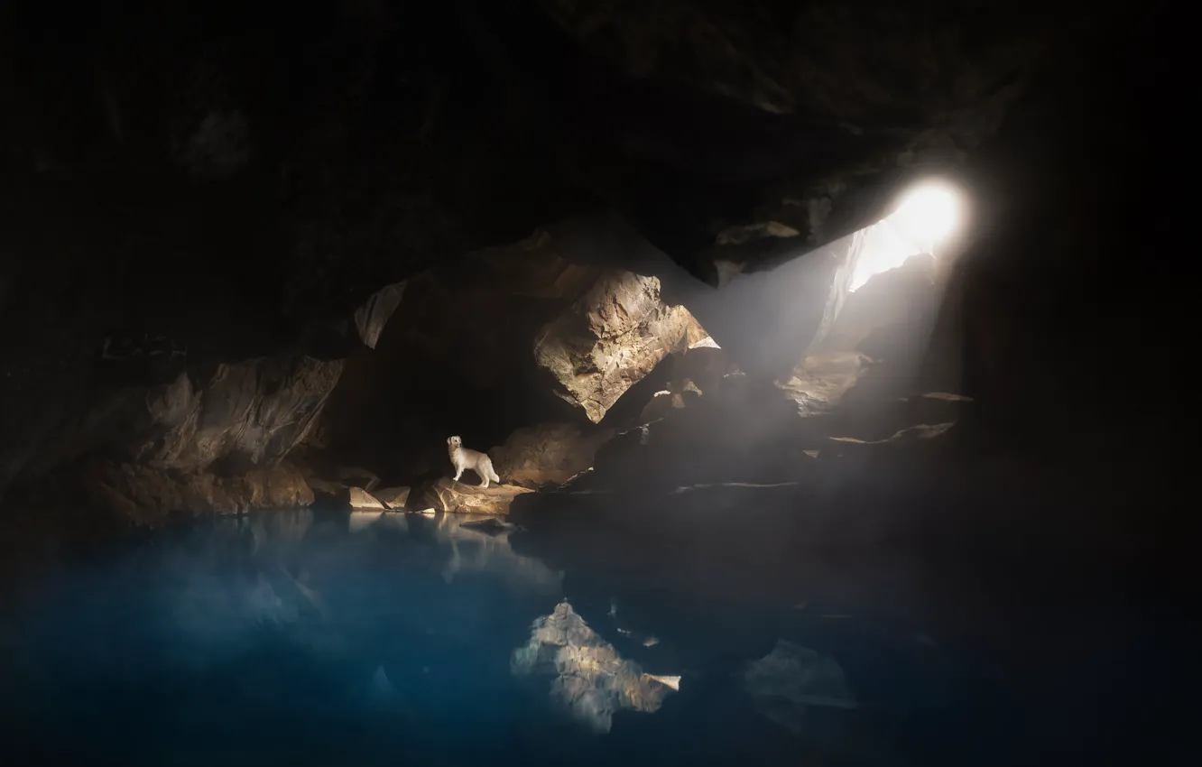 Photo wallpaper nature, dog, the grotto