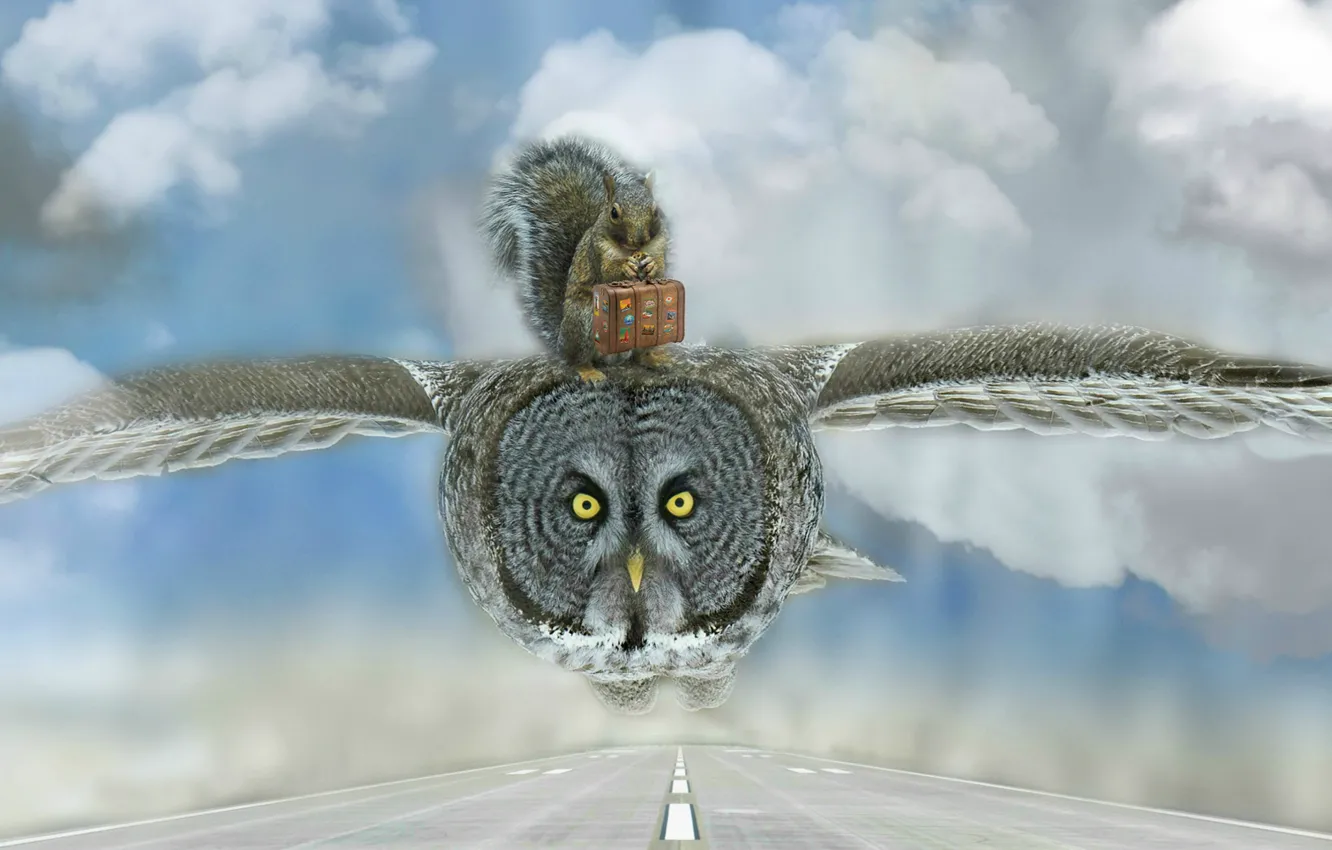 Photo wallpaper road, clouds, flight, owl, bird, photoshop, protein, suitcase