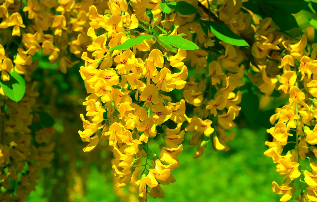 Photo wallpaper Spring, Spring, Flowering, Yellow flowers, Flowering, Yellow flowers