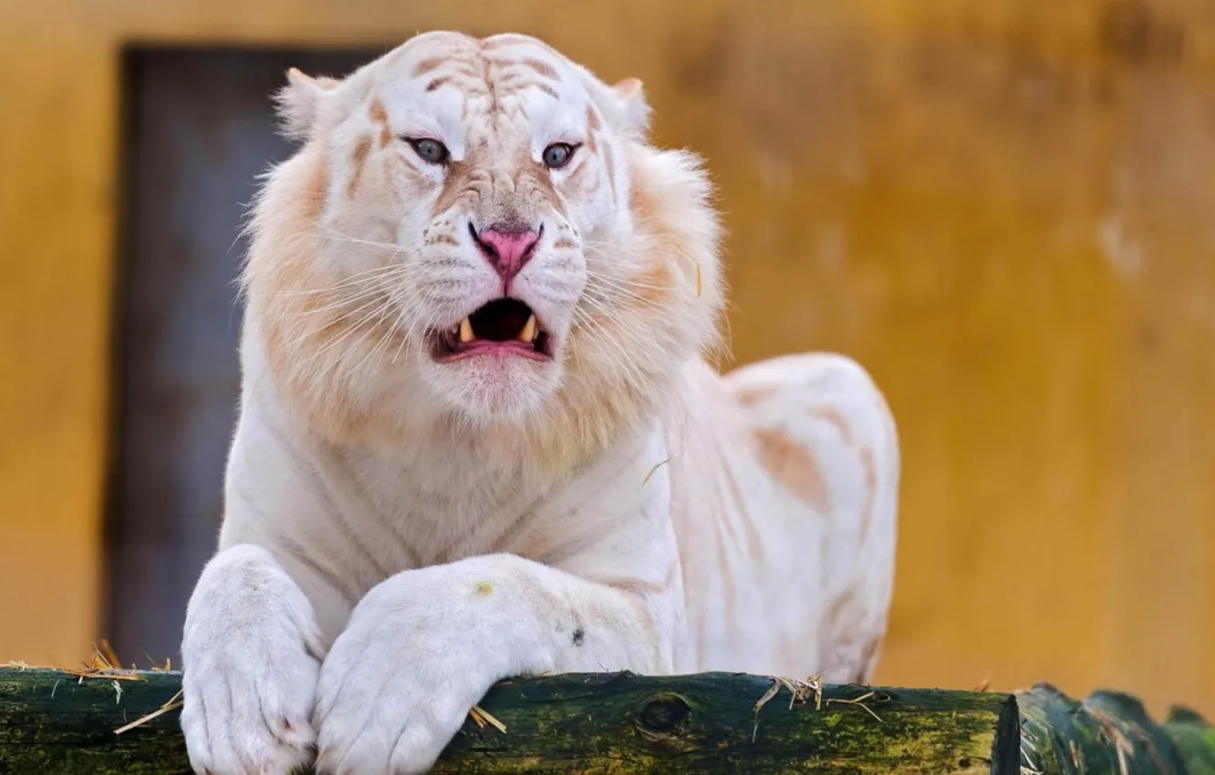 Photo wallpaper Predator, tiger, grin, big cat, Albino