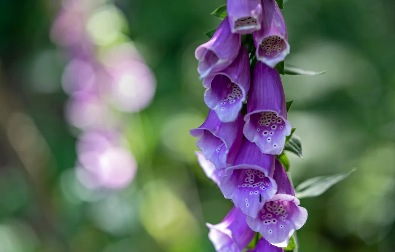 Photo wallpaper flowers, lilac, bokeh, digitalis