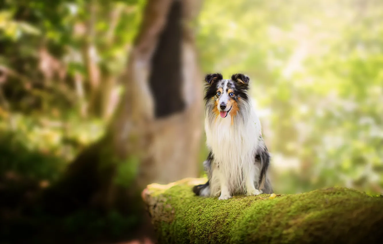 Photo wallpaper language, look, light, trees, nature, background, moss, dog