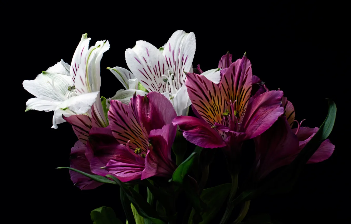 Photo wallpaper macro, Alstroemeria, Peruvian Lily