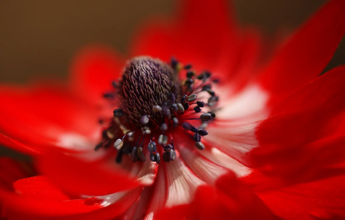 Photo wallpaper flower, macro, red, petals