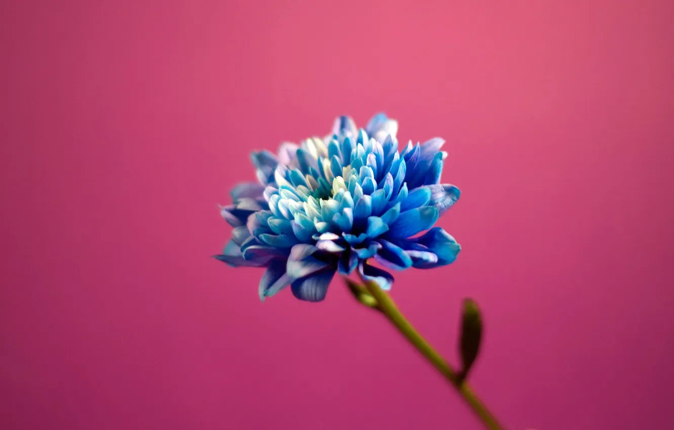 Photo wallpaper flowers, pink, blue