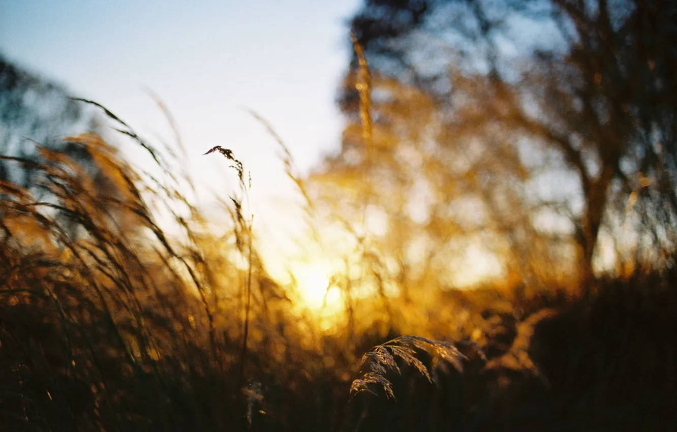 Photo wallpaper the sun, trees, stem, the bushes, bokeh