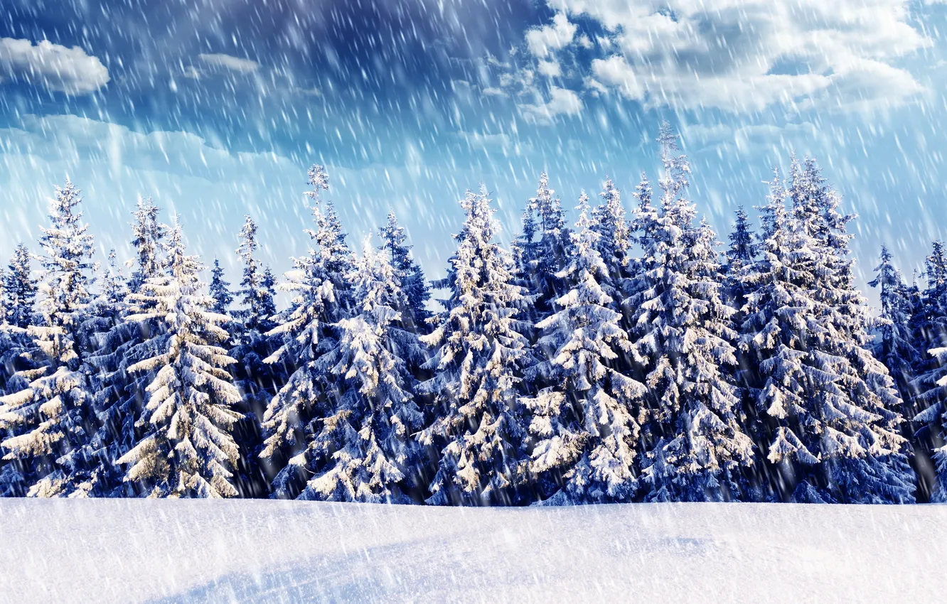 Photo wallpaper winter, forest, snow, tree, snowfall