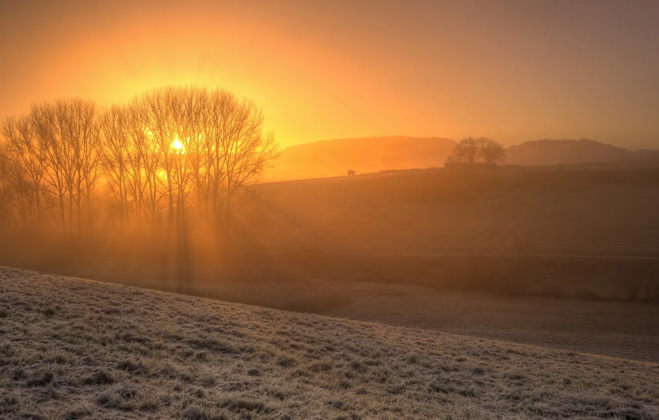 Photo wallpaper light, fog, morning