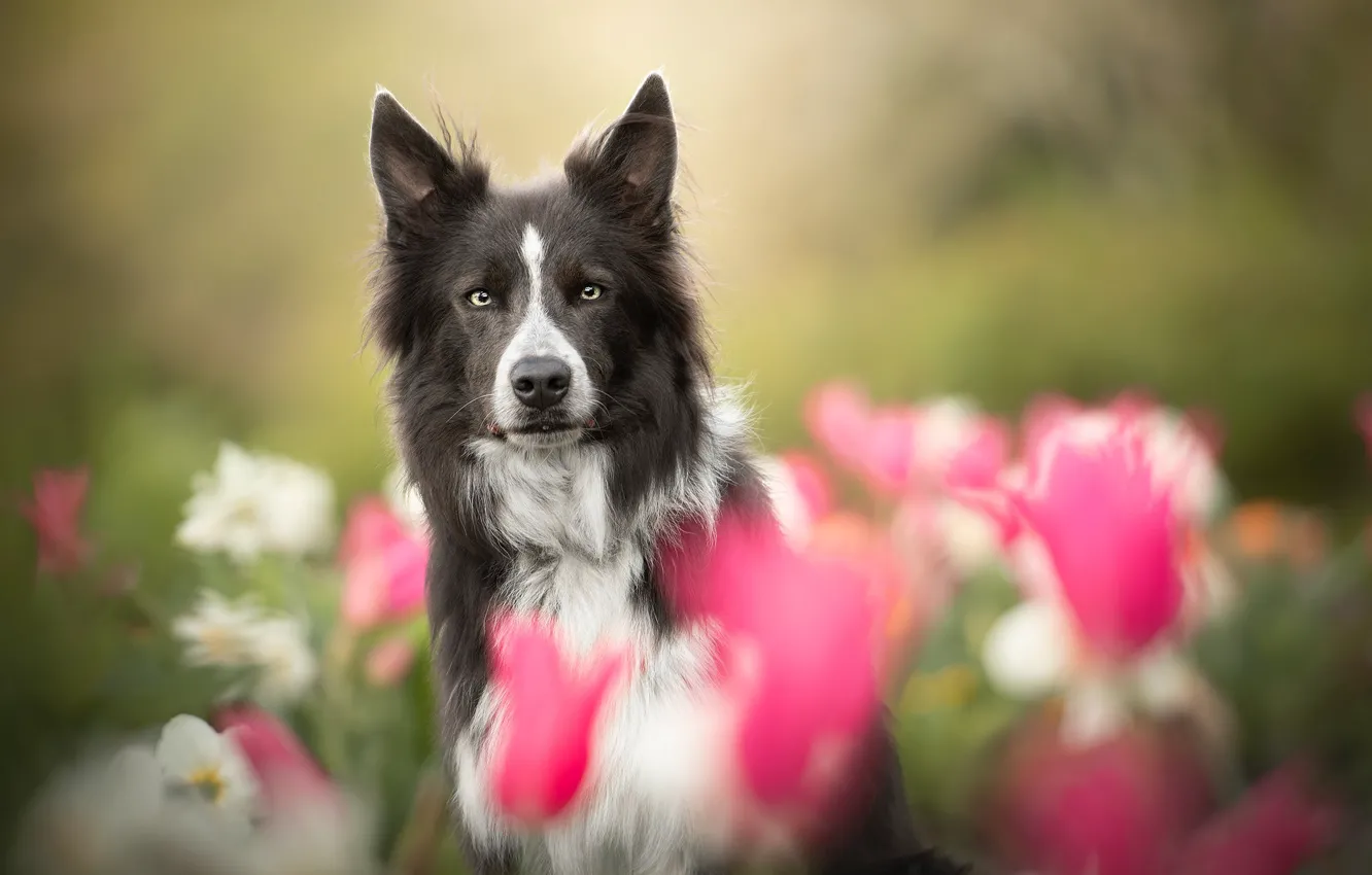 Photo wallpaper look, face, flowers, dog, blur, The border collie
