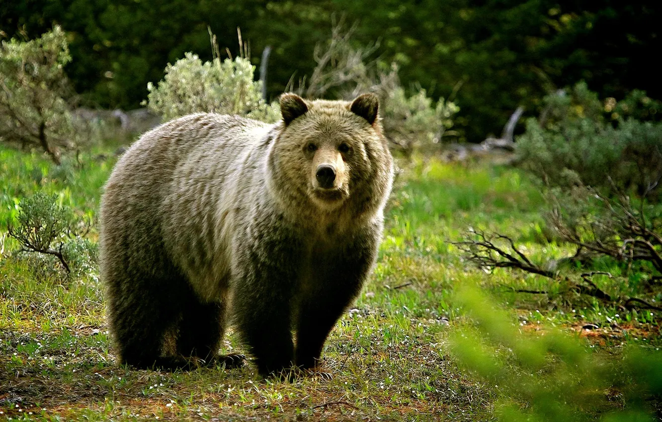Photo wallpaper Brown Bear, animal, North America, Ursus arctos