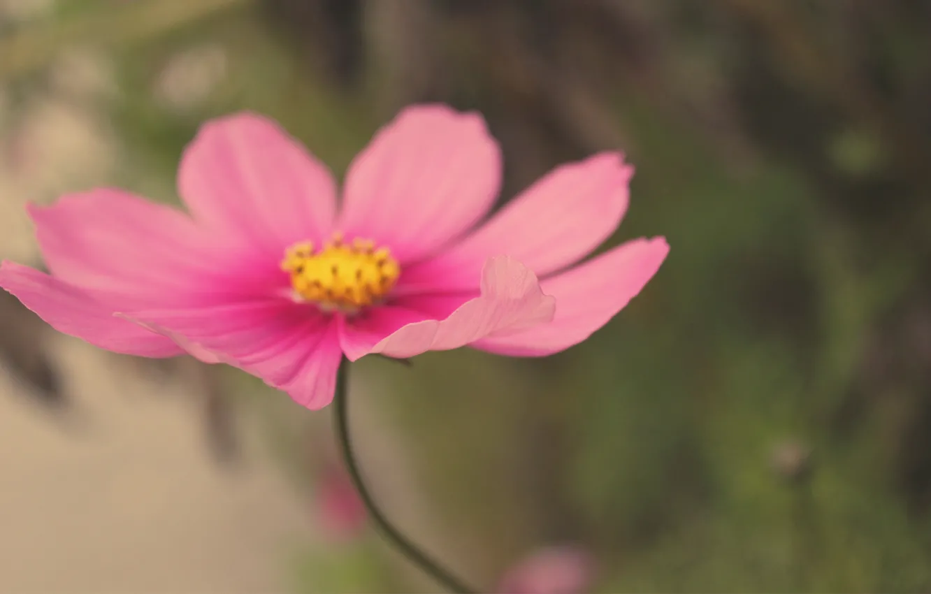 Photo wallpaper flower, macro, pink, blur, kosmeya, field