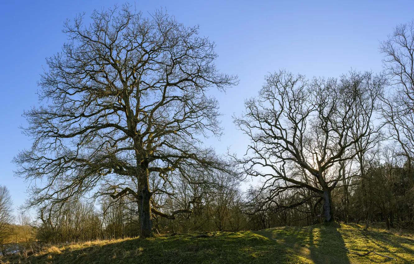Photo wallpaper the sky, trees, shadow